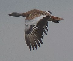  - Great Bustard male@Otis tarda